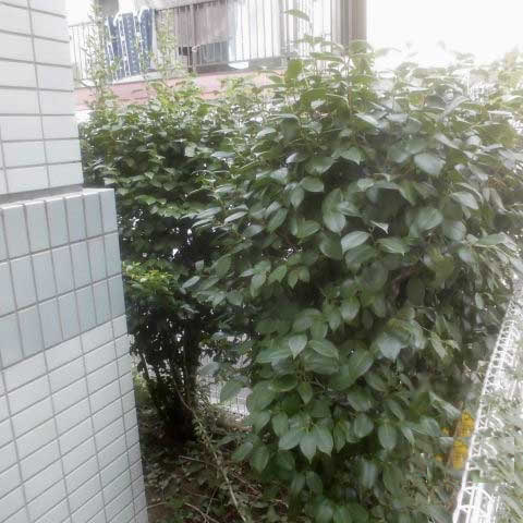 アパートマンション管理業務-植栽剪定前